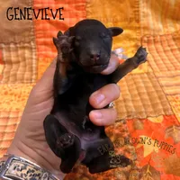 Genevieve, a female Poodle - Miniature  and Poodle - Standard  for sale in Sedalia, MO – 2 of 3