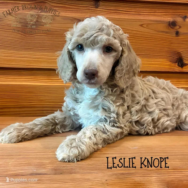 Leslie Knope – Poodle - Miniature , Poodle - Standard  puppy for sale in Sedalia, MO