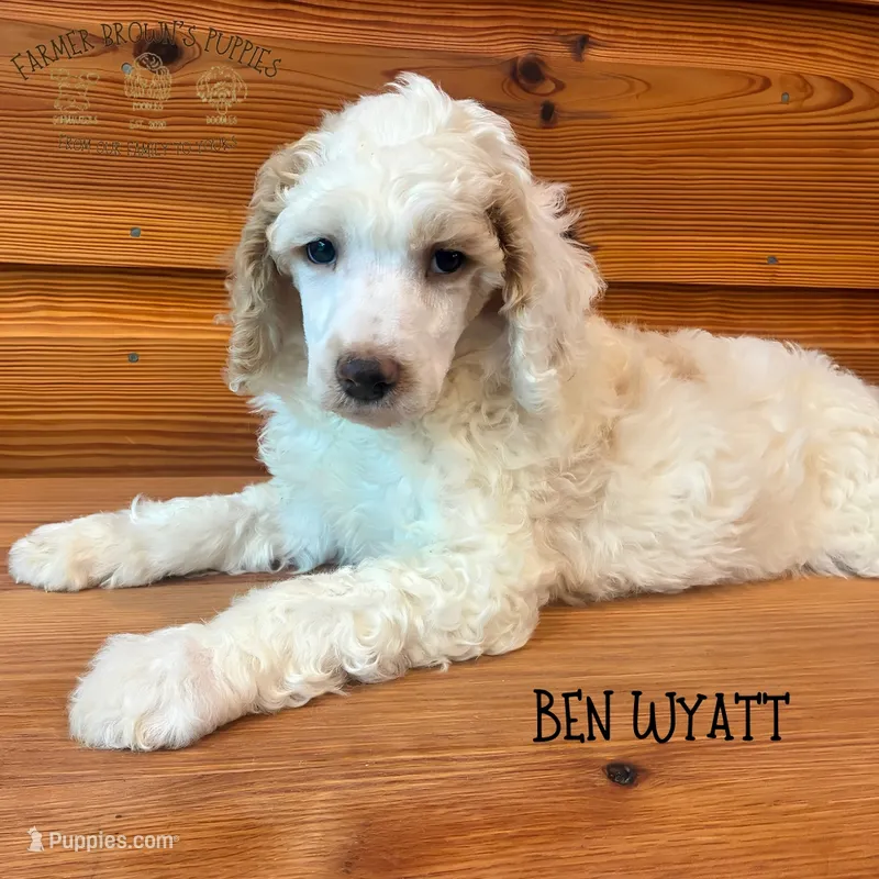 Ben Wyatt, a male Poodle - Miniature  and Poodle - Standard  for sale in Sedalia, MO – 1 of 3