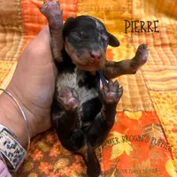 Pierre, a male Poodle - Miniature  and Poodle - Standard  for sale in Sedalia, MO – 2 of 3