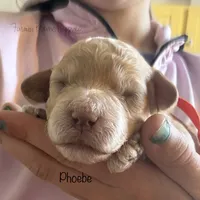 Phoebe, a female Poodle - Miniature  and Poodle - Standard  for sale in Sedalia, MO – Photo 5 of 5