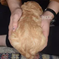 Phoebe, a female Poodle - Miniature  and Poodle - Standard  for sale in Sedalia, MO – Photo 3 of 5