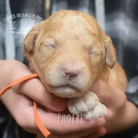 Phoebe, a female Poodle - Miniature  and Poodle - Standard  for sale in Sedalia, MO – Photo 4 of 5