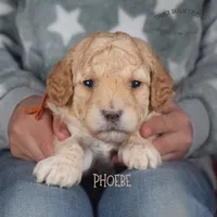 Phoebe, a female Poodle - Miniature  and Poodle - Standard  for sale in Sedalia, MO – Photo 1 of 5