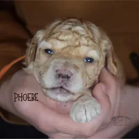 Phoebe, a female Poodle - Miniature  and Poodle - Standard  for sale in Sedalia, MO – Photo 2 of 5