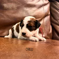 Chilli, a female Poodle - Miniature  and Poodle - Standard  for sale in Sedalia, MO – 3 of 7