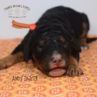 Andy Dwyer, a male Poodle - Miniature  and Poodle - Standard  for sale in Sedalia, MO – 3 of 3