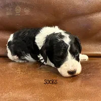 Socks, a female Poodle - Miniature  and Poodle - Standard  for sale in Sedalia, MO – 4 of 8