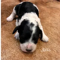 Socks, a female Poodle - Miniature  and Poodle - Standard  for sale in Sedalia, MO – 6 of 8