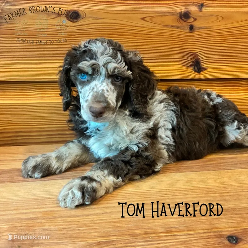 Tom Haverford – Poodle - Miniature , Poodle - Standard  puppy for sale in Sedalia, MO