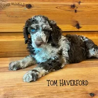 Tom Haverford, a male Poodle - Miniature  and Poodle - Standard  for sale in Sedalia, MO – 2 of 4