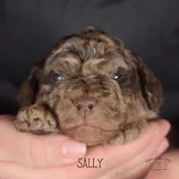 Sally, a female Poodle - Miniature  and Poodle - Standard  for sale in Sedalia, MO – Photo 3 of 5