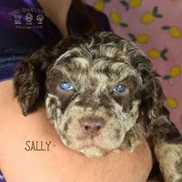 Sally, a female Poodle - Miniature  and Poodle - Standard  for sale in Sedalia, MO – Photo 1 of 5