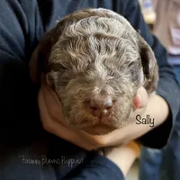 Sally, a female Poodle - Miniature  and Poodle - Standard  for sale in Sedalia, MO – Photo 5 of 5