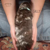 Sally, a female Poodle - Miniature  and Poodle - Standard  for sale in Sedalia, MO – Photo 4 of 5