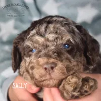 Sally, a female Poodle - Miniature  and Poodle - Standard  for sale in Sedalia, MO – Photo 2 of 5