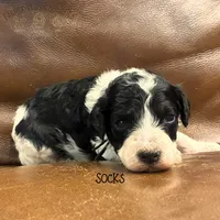 Socks, a female Poodle - Miniature  and Poodle - Standard  for sale in Sedalia, MO – 3 of 8