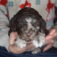 Jack, a male Poodle - Miniature  and Poodle - Standard  for sale in Sedalia, MO – Photo 3 of 5