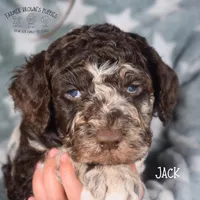 Jack, a male Poodle - Miniature  and Poodle - Standard  for sale in Sedalia, MO – Photo 2 of 5