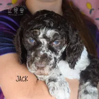 Jack, a male Poodle - Miniature  and Poodle - Standard  for sale in Sedalia, MO – Photo 1 of 5