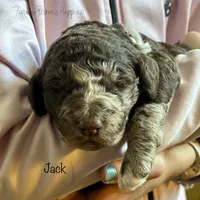 Jack, a male Poodle - Miniature  and Poodle - Standard  for sale in Sedalia, MO – Photo 5 of 5