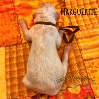 Marguerite, a female Poodle - Miniature  and Poodle - Standard  for sale in Sedalia, MO – 3 of 3