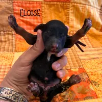 Eloise, a female Poodle - Miniature  and Poodle - Standard  for sale in Sedalia, MO – 2 of 3