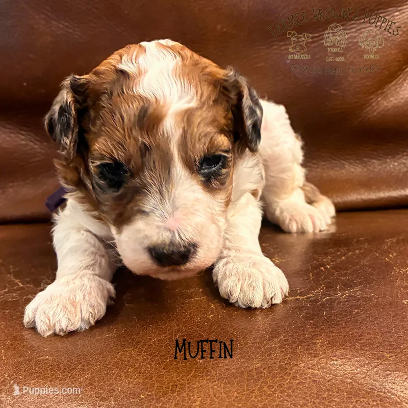 Muffin – Poodle - Miniature , Poodle - Standard  puppy for sale in Sedalia, MO