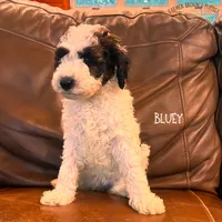 Bluey, a female Poodle - Miniature  and Poodle - Standard  for sale in Sedalia, MO – 2 of 10