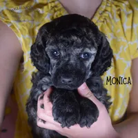 Monica, a female Poodle - Miniature  and Poodle - Standard  for sale in Sedalia, MO – Photo 2 of 7