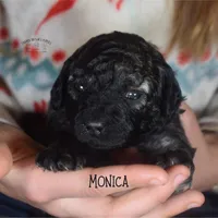 Monica, a female Poodle - Miniature  and Poodle - Standard  for sale in Sedalia, MO – Photo 4 of 7