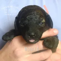 Monica, a female Poodle - Miniature  and Poodle - Standard  for sale in Sedalia, MO – Photo 6 of 7