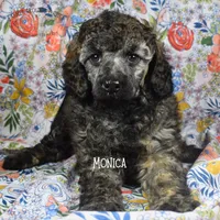 Monica, a female Poodle - Miniature  and Poodle - Standard  for sale in Sedalia, MO – Photo 1 of 7