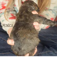 Monica, a female Poodle - Miniature  and Poodle - Standard  for sale in Sedalia, MO – Photo 5 of 7