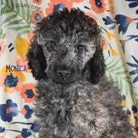 Monica, a female Poodle - Miniature  and Poodle - Standard  for sale in Sedalia, MO – 1 of 8