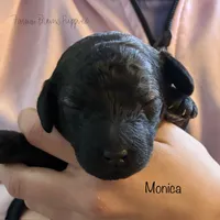 Monica, a female Poodle - Miniature  and Poodle - Standard  for sale in Sedalia, MO – Photo 7 of 7