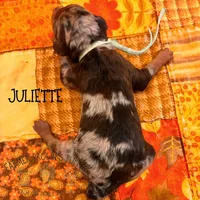 Juliette, a female Poodle - Miniature  and Poodle - Standard  for sale in Sedalia, MO – 3 of 3