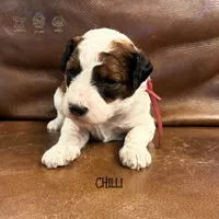 Chilli, a female Poodle - Miniature  and Poodle - Standard  for sale in Sedalia, MO – 2 of 7