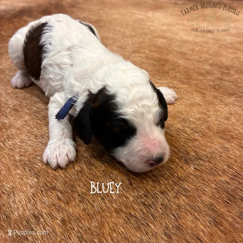 Bluey – Poodle - Miniature , Poodle - Standard  puppy for sale in Sedalia, MO