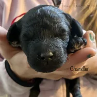 Chandler, a male Poodle - Miniature  and Poodle - Standard  for sale in Sedalia, MO – Photo 7 of 7