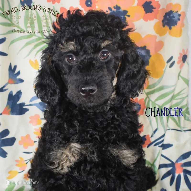 Chandler – Poodle - Miniature , Poodle - Standard  puppy for sale in Sedalia, MO