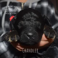 Chandler, a male Poodle - Miniature  and Poodle - Standard  for sale in Sedalia, MO – Photo 6 of 7