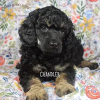 Chandler, a male Poodle - Miniature  and Poodle - Standard  for sale in Sedalia, MO – Photo 1 of 7