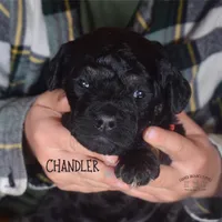 Chandler, a male Poodle - Miniature  and Poodle - Standard  for sale in Sedalia, MO – Photo 4 of 7