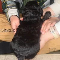 Chandler, a male Poodle - Miniature  and Poodle - Standard  for sale in Sedalia, MO – Photo 5 of 7