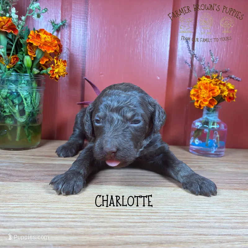Charlotte – Poodle - Miniature , Poodle - Standard  puppy for sale in Sedalia, MO