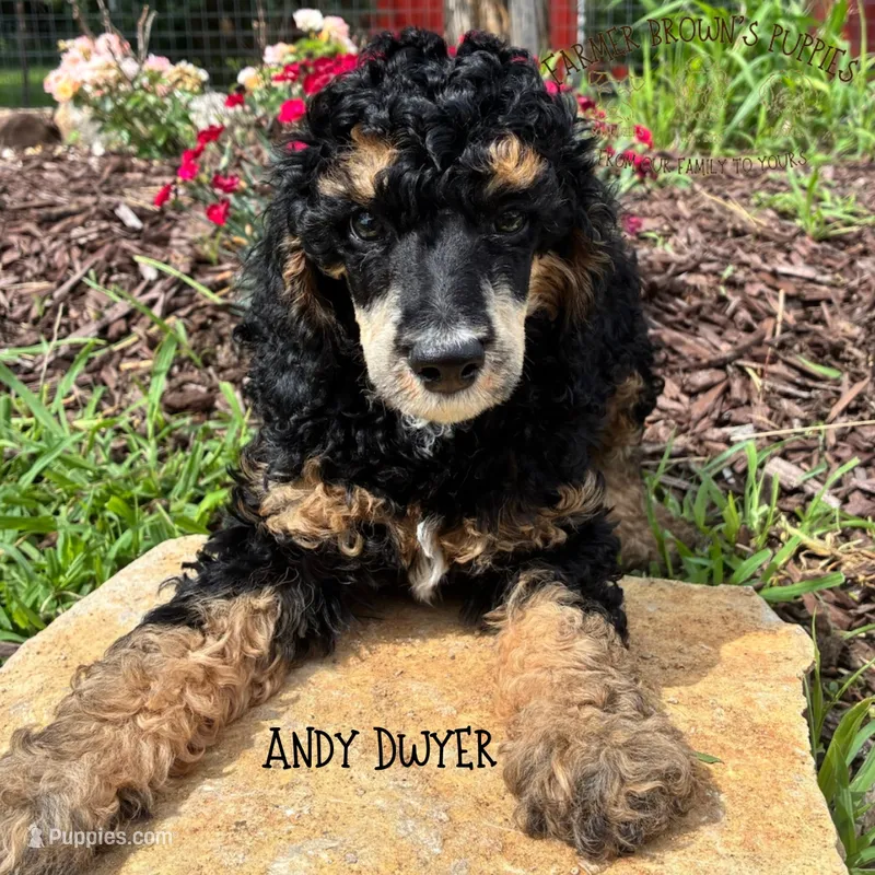 Andy Dwyer – Poodle - Miniature , Poodle - Standard  puppy for sale in Sedalia, MO
