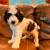 Bluey, a female Poodle - Miniature  and Poodle - Standard  for sale in Sedalia, MO – 3 of 10