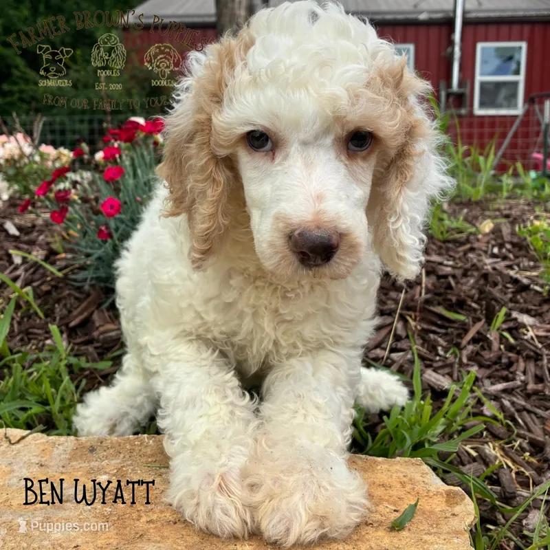 Ben Wyatt – Poodle - Miniature , Poodle - Standard  puppy for sale in Sedalia, MO
