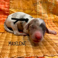 Madeleine, a female Poodle - Miniature  and Poodle - Standard  for sale in Sedalia, MO – 1 of 3